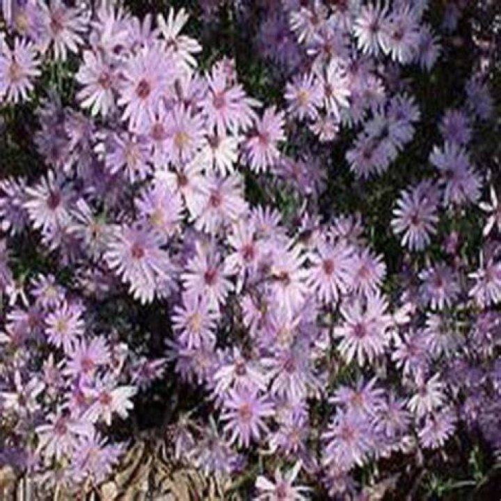Aster Aweke,Aster Amazon.de MusikCDs & Vinyl