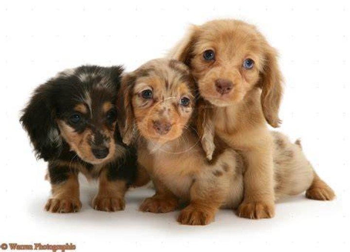 Cute Puppy Dogs long haired dachshund puppy