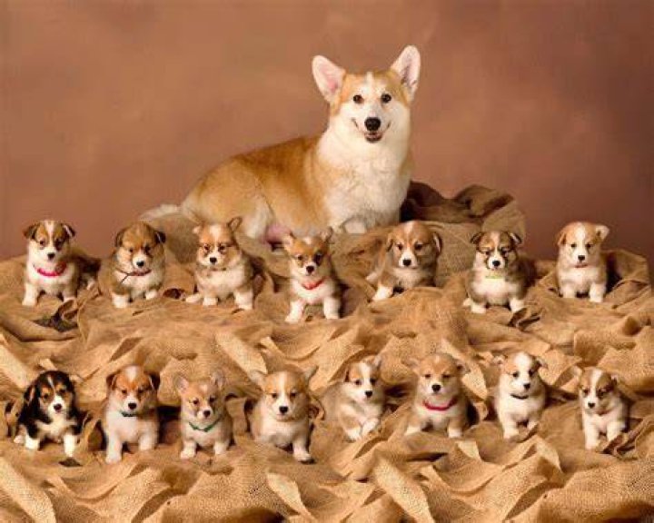 How Many Puppies Can A Dachshund Dog Have