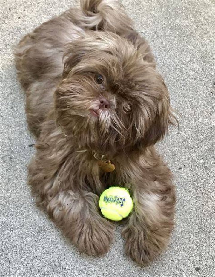 My chocolate Shih Tzu Tilly Shih tzu, Cute dogs, Dog pictures