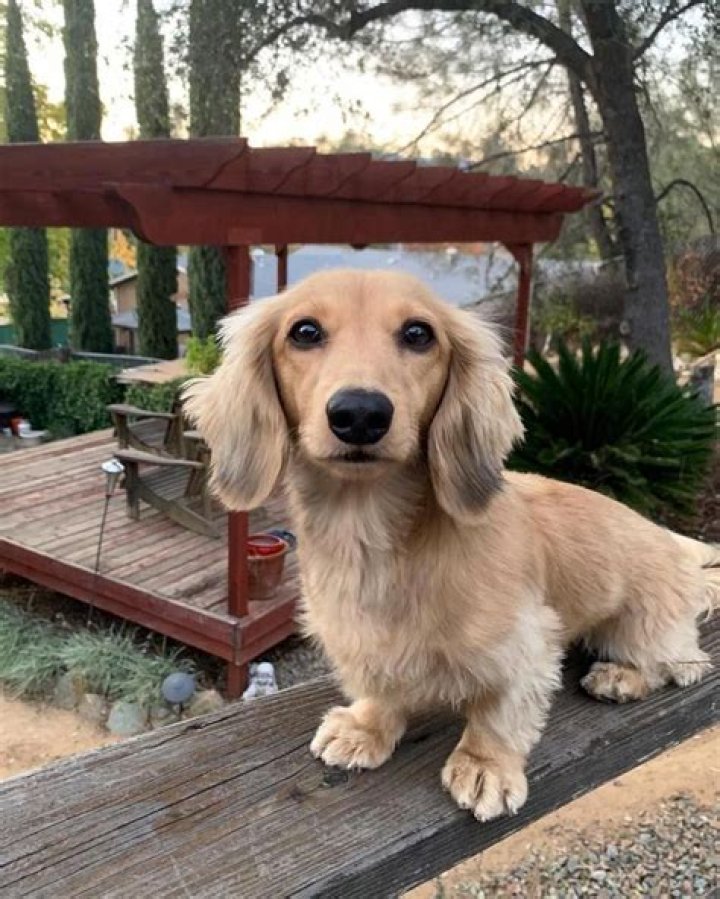 Obtain wonderful suggestions on weiner dog. They are accessible for you